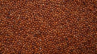 Komosa ryżowa cena 1kg czerwona Quinoa
