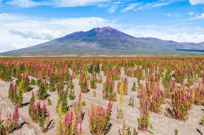 Komosa ryżowa (quinoa) roślina