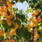 morele rosnące na drzewie