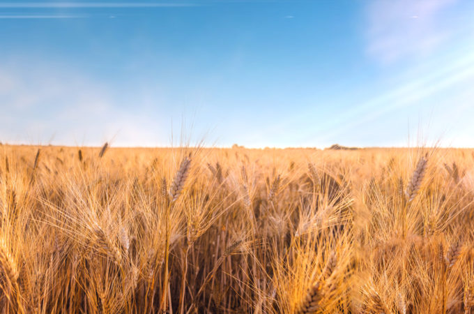 Kasza manna i jej właściwości