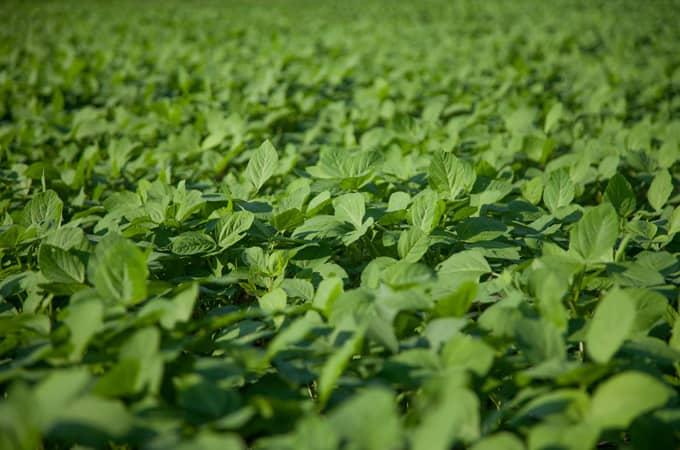 orzeszki ziemne właściwości