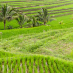 Ryż basmati i jego właściwości