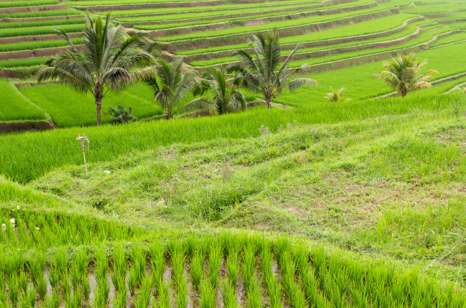 Ryż basmati i jego właściwości