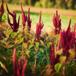 Jak jeść amarantus?