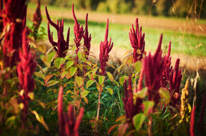 Jak jeść amarantus?