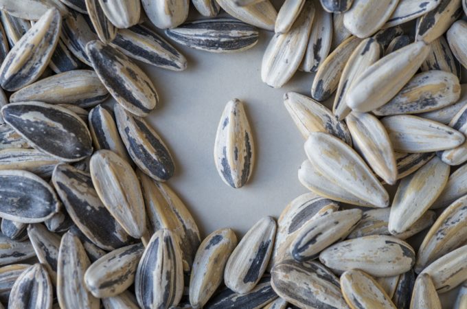 Czy słonecznik zawiera gluten?