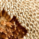 Czy słonecznik łuskany jest zdrowy?