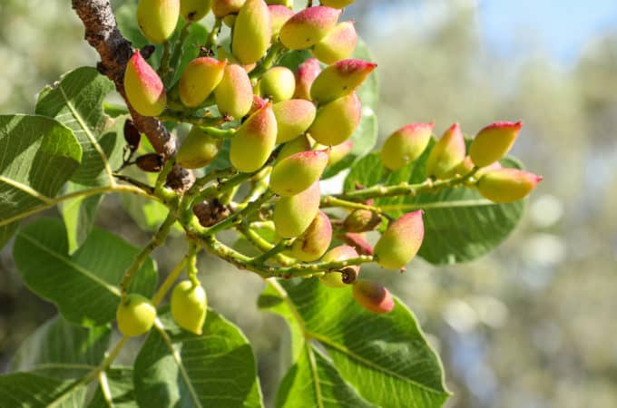 Pistacje i ich właściwości