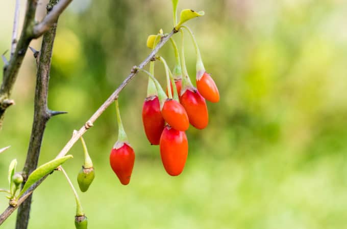 Jagody goji i ich właściwości