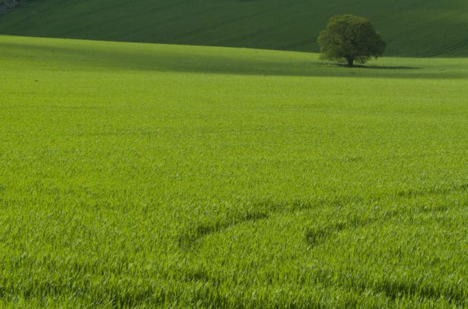 młody jęczmień i jego właściwości