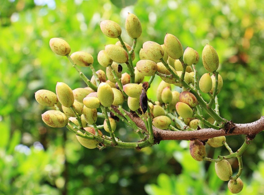Drzewo z pistacjami