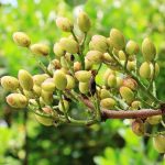 Drzewo z pistacjami
