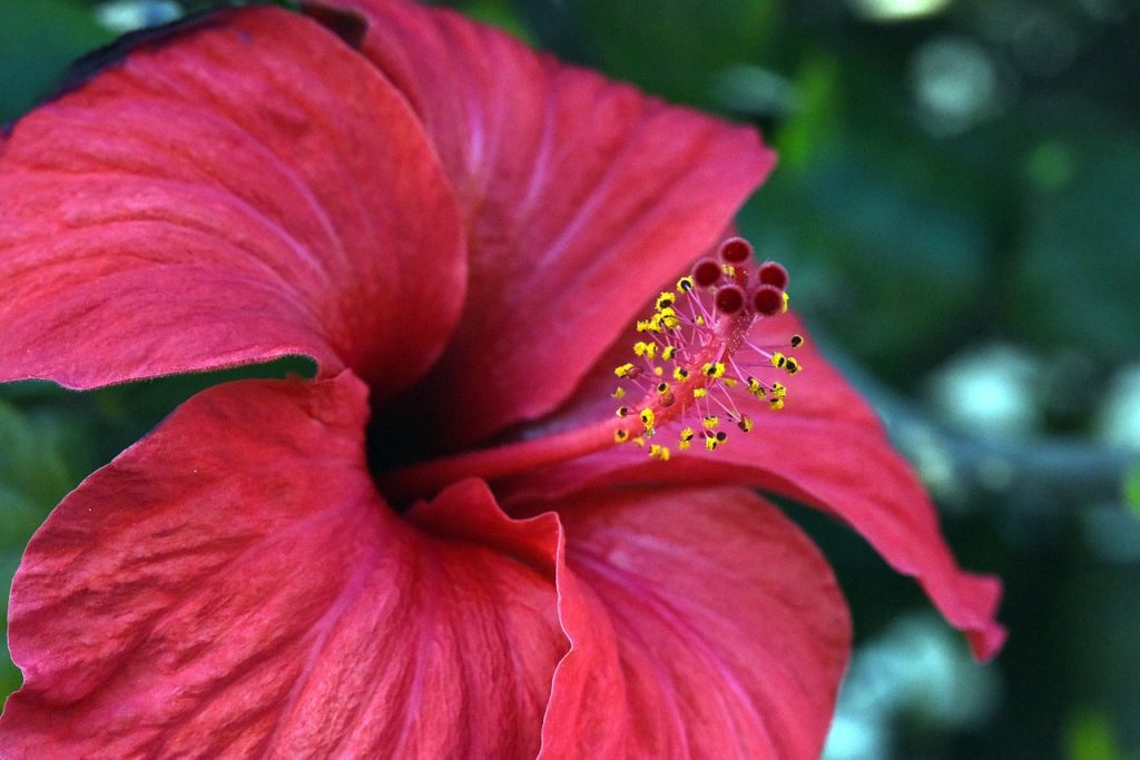 Zbliżenie na kwiat hibiskusa