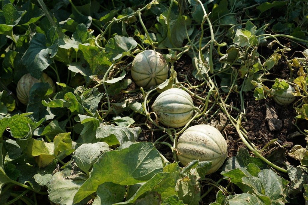 melon kantalupa
