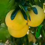 pomelo miodowe