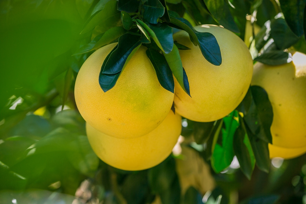 Pomelo – właściwości, witaminy, jak jeść i czy jest zdrowe? Skórka pomelo