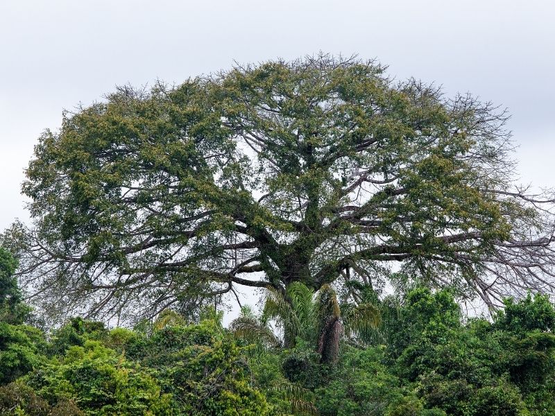 Obraz ukazujący orzesznice wyniosłą, na której rosną orzechy brazylijskie