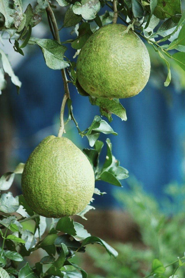 dojrzewające pomelo