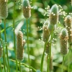Plantago ovata