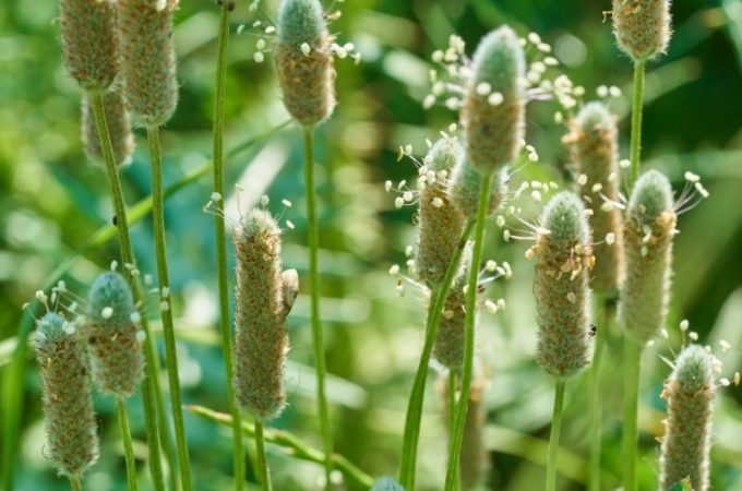 Plantago ovata