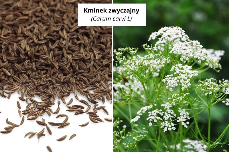 Kumin A Kminek – Czym Się Różnią? - Go4taste