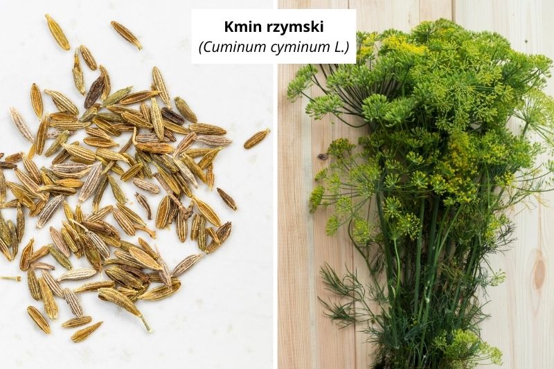 Kmin rzymski suszony i jako kwiaty