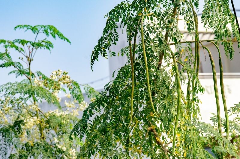 Moringa w naturalnym środowisku 