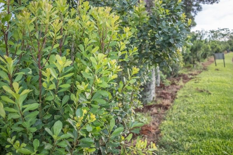 Plantacja yerba mate 