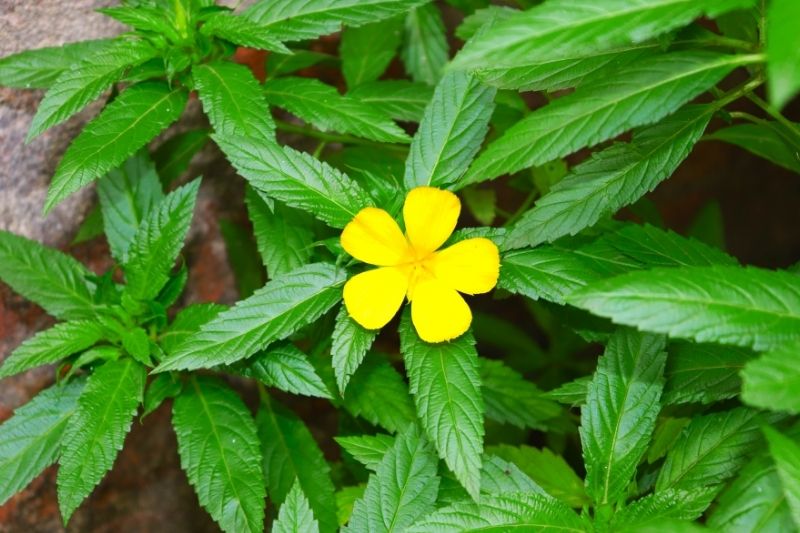 Ziele Damiana 
