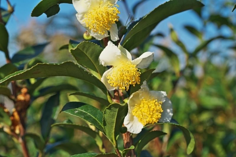 Liście rośliny Camellia sinensis