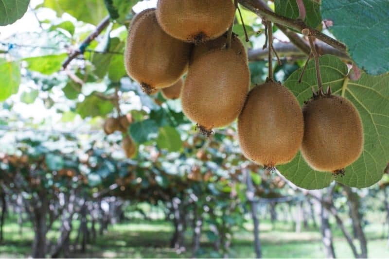 Zbliżenie na kiwi na drzewie
