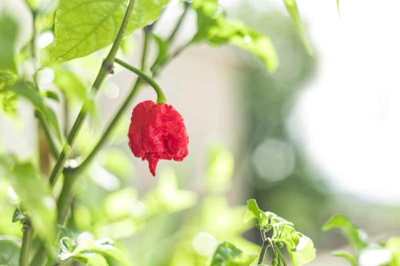 Widok z bliska na paprykę Carolina Reaper