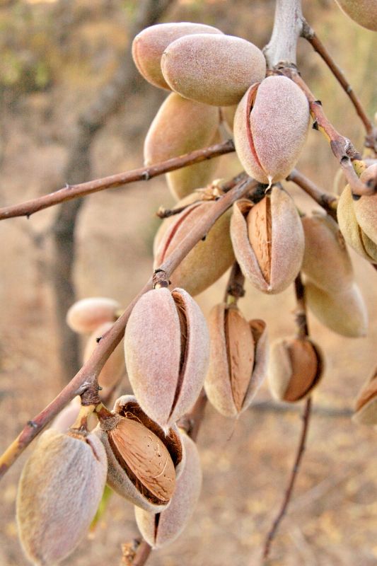 Zbliżenie na pękające pistacje na drzewie