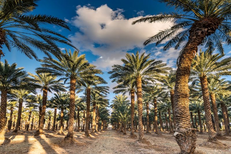 Widok na plantację palm, na których rosną daktyle