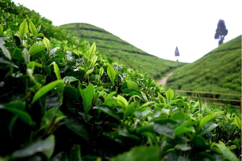 Pole uprawne herbaty Darjeeling