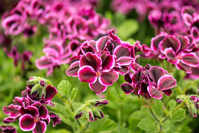 Ujęcie z bliska na pelargonie