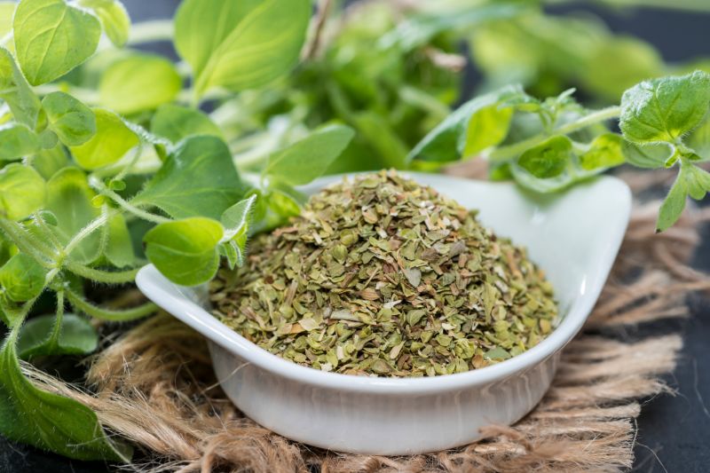 Oregano jako świeże liście i przyprawa w białej misce