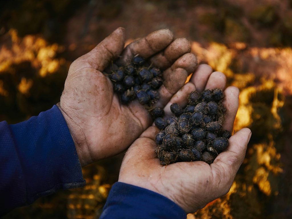 Zdjęcie przedstawiające kawę Kopi Luwak na dłoniach