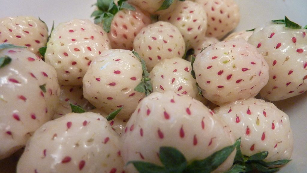 White Jewel Strawberry