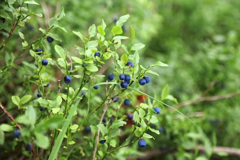 Zbliżenie na vaccinium myrtillus