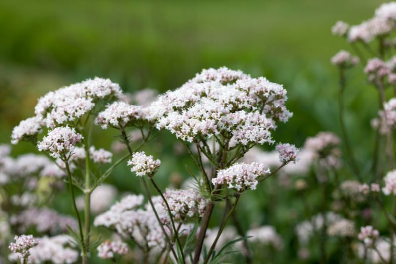 Widok z bliska na kozłek lekarski
