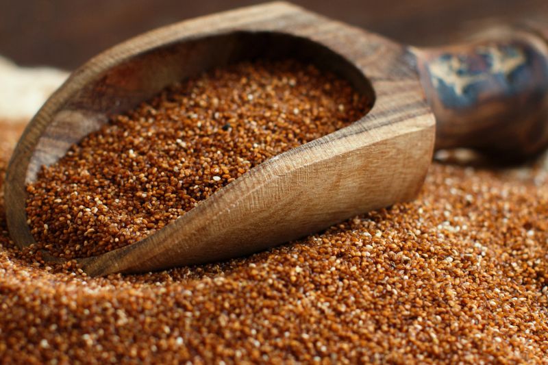 Teff (Miłka abisyńska) ukazana na zdjęciu
