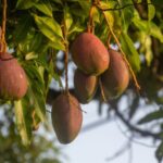 Dojrzewające owoce mango rosnące na drzewie