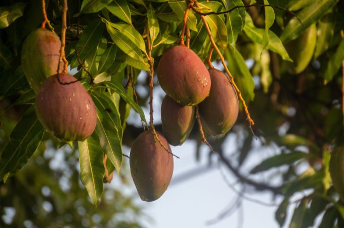 Dojrzewające owoce mango rosnące na drzewie