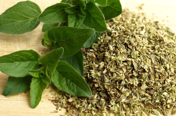 Suszone oregano obok świeżych liści oregano